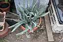GASTERIA VERRUCOSA.jpg